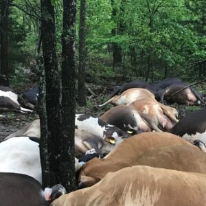 Farmer finds pasture empty, sees all 32 de-ad cows in one big pile